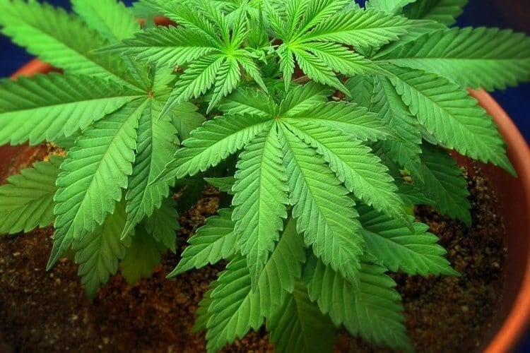Cannabis Growing 101: Know Your Plant's Life Cycle