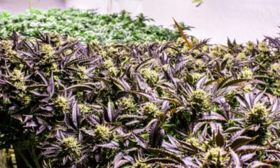 Best Weed Strains To Grow Indoors